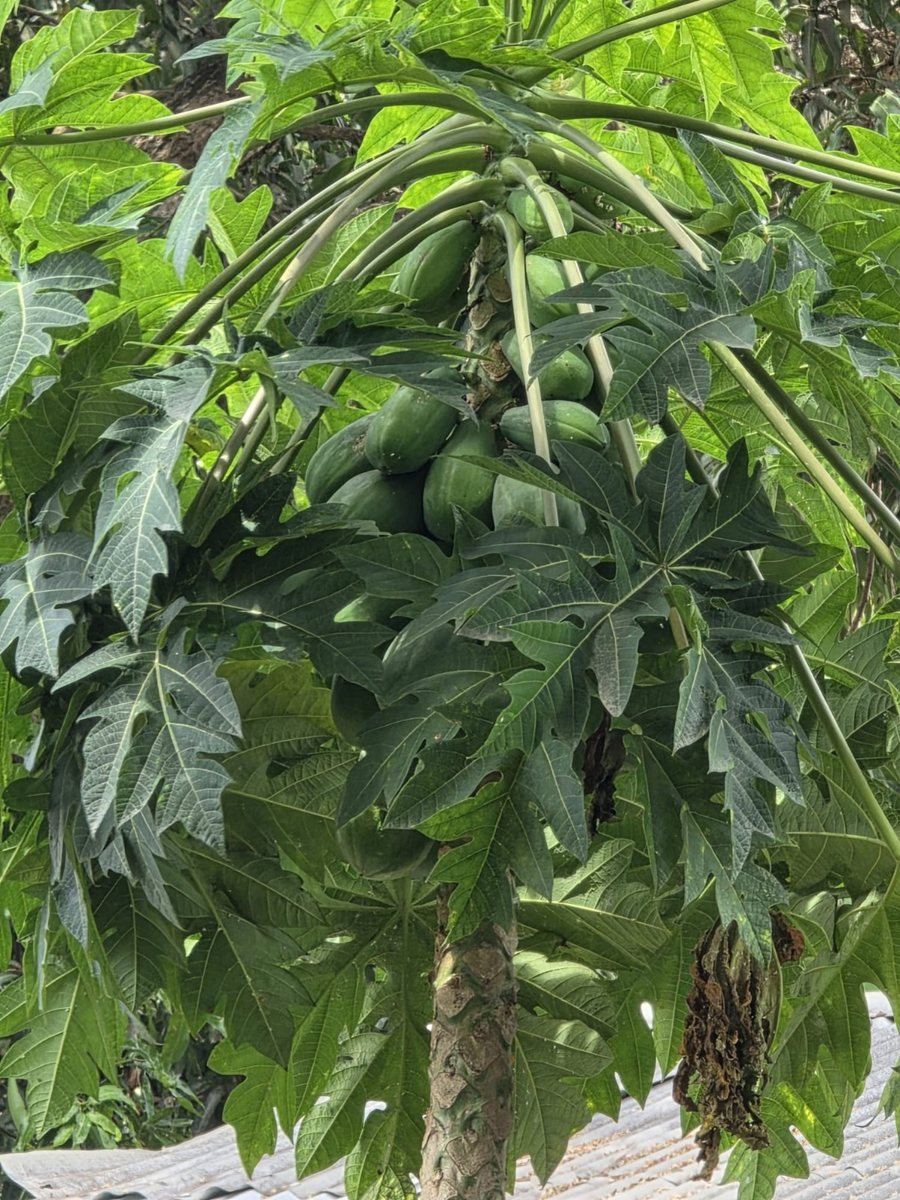 Papayas aus dem Schulgarten