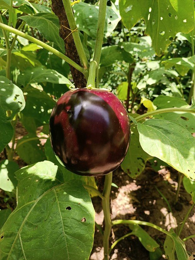 Melanzani aus dem Schulgarten