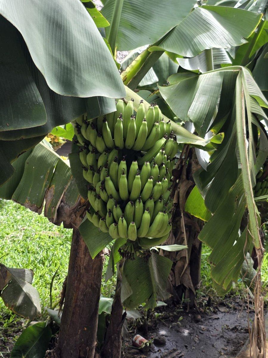 Bananen aus dem Schulgarten