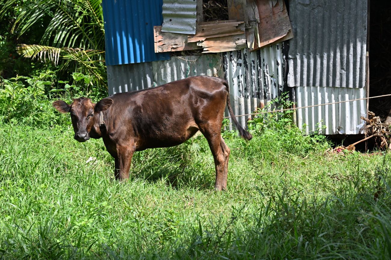 Ein Kalb auf der Schulfarm