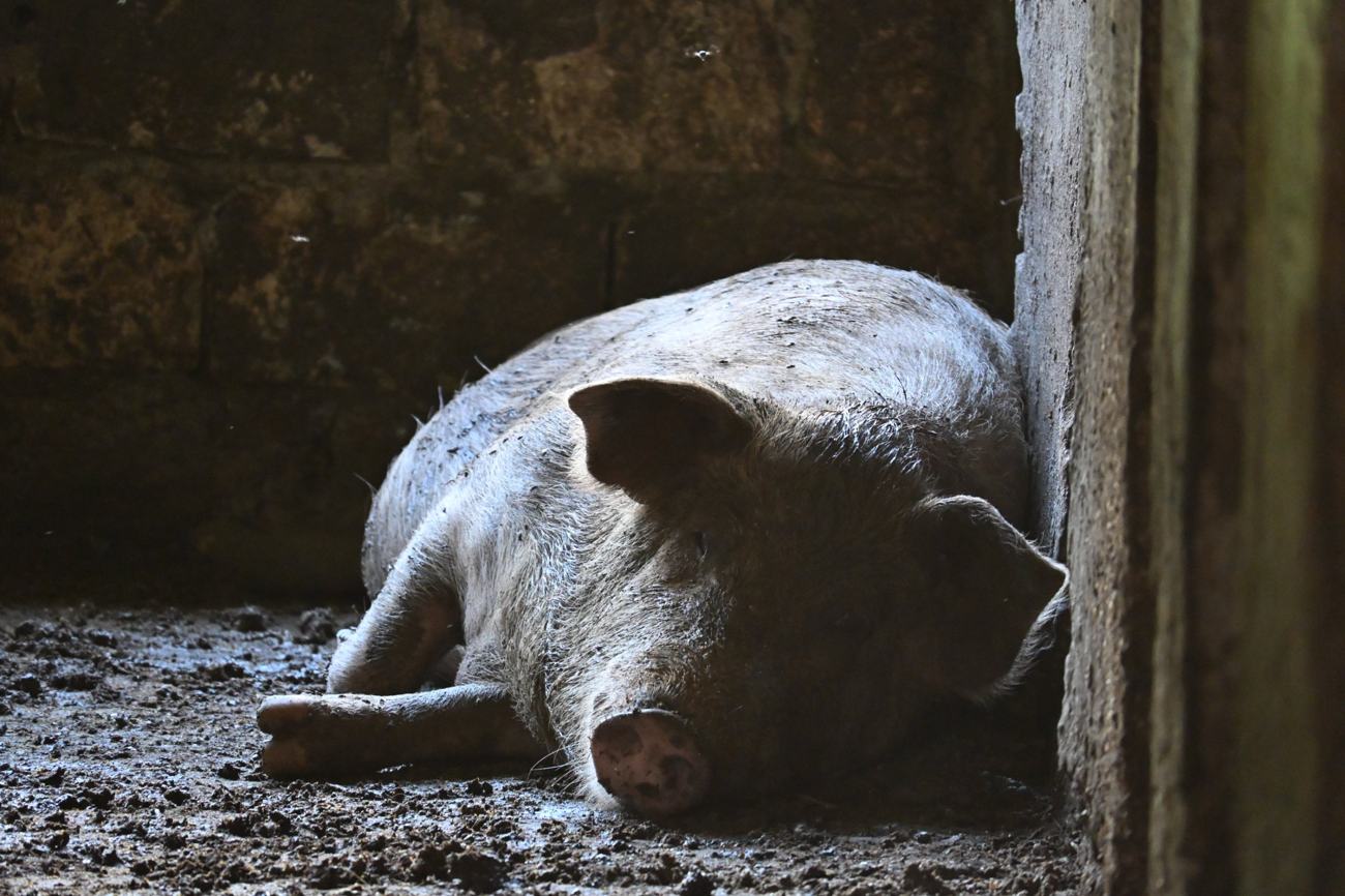 Ein Schwein im Stall der Schulfarm