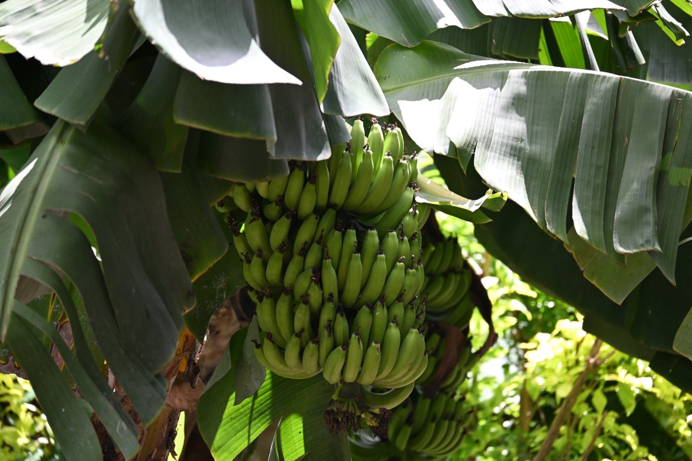 Bananenstauden auf dem Schulgelände